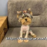 Doggy couture, салон-магазин для тварин фото