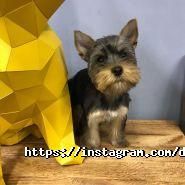 Doggy couture, салон-магазин для тварин фото