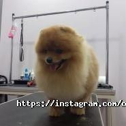 Oscar Grooming, зоосалон фото