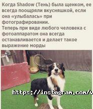 Ветеринарний будиночок, ветклініка фото