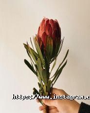 Квітковий дім, магазин квітів фото