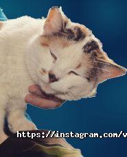 Ветеринарний будиночок, ветклініка фото