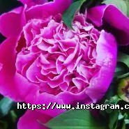 Green Rose, магазин квітів та товарів для флористики фото