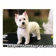 Bruno Groom, зооцентр фото