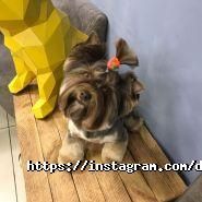Doggy couture, салон-магазин для тварин фото