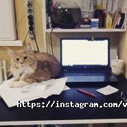 Ветеринарний будиночок, ветклініка фото