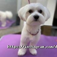 Dambo, зооцентр фото