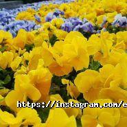 Istanbul Ellissiya фото