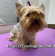 Dambo, зооцентр фото