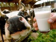 Сімейна ферма, молочная продукция фото