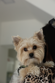 Animal Clinic, ветеринарный центр фото