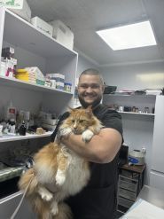 Вуса, лапи, хвіст, ветеринарна клініка фото