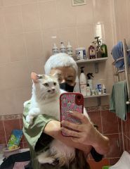 Cats Blues, зоомагазин, груминг кошек фото