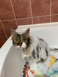 Cats Blues, зоомагазин, груминг кошек фото