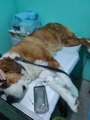 Фенрис, частный ветеринарный кабинет Фенрис, частный ветеринарный кабинет фото