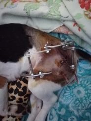 Айболить, ветеринарна клініка фото