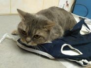 ЛюксВЕТ, ветеринарна клініка фото