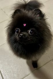 WooHo, грумінг салон фото