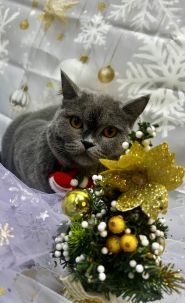 WooHo, грумінг салон фото