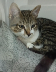 Хвостики, котокафе фото