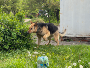 Фенріс, приватний ветеринарний кабінет фото