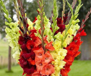 Садовий центр ЕДіС фото