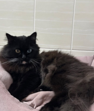 Doktor Zoo, ветеринарная клиника фото