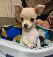 Друг, ветеринарна клініка фото