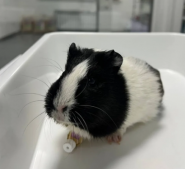 Екоцентр Локес, ветеринарна клініка фото