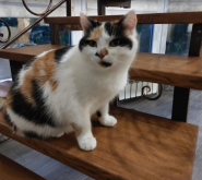 Стаціонар ветеринарної клініки VetLik фото