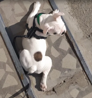 Ветеринарна допомога на провулку Санаторний фото