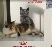 Собаче Серце, ветеринарна клініка фото