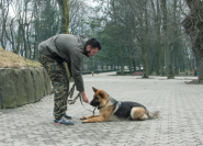 Train Your Dog, кинологический центр фото