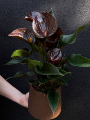 Всецвіт, квіткова крамниця фото