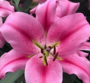 Садовий центр ЕДіС фото