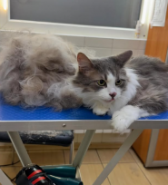 Doktor Zoo, ветеринарная клиника фото