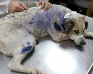 VetExpert, ветеринарний сервіс фото