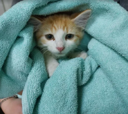 Стаціонар ветеринарної клініки VetLik фото