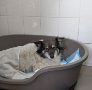 Animals, ветеринарная клиника фото