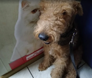 КотоПес, ветклініка фото