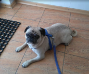 Ветеринарна допомога на провулку Санаторний фото