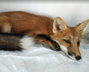 Собаче Серце, ветеринарна клініка фото