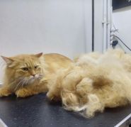 AlikaGroom, грумінг-салон фото