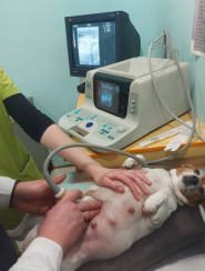 Звірятко, мережа ветеринарних клінік фото