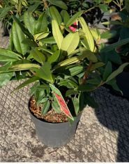 EuroСАД, садовий центр фото