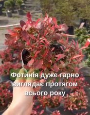 EuroСАД, садовий центр фото