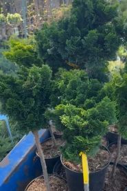 EuroСАД, садовий центр фото