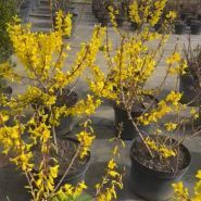 EuroСАД, садовий центр фото