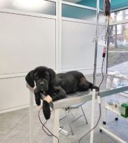 VetMedico, ветеринарна клініка фото
