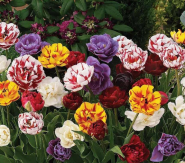 Садовий центр ЕДіС фото